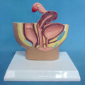 Medical Anatomy Female Peritoneal Cavity Model for Teaching (R110216)